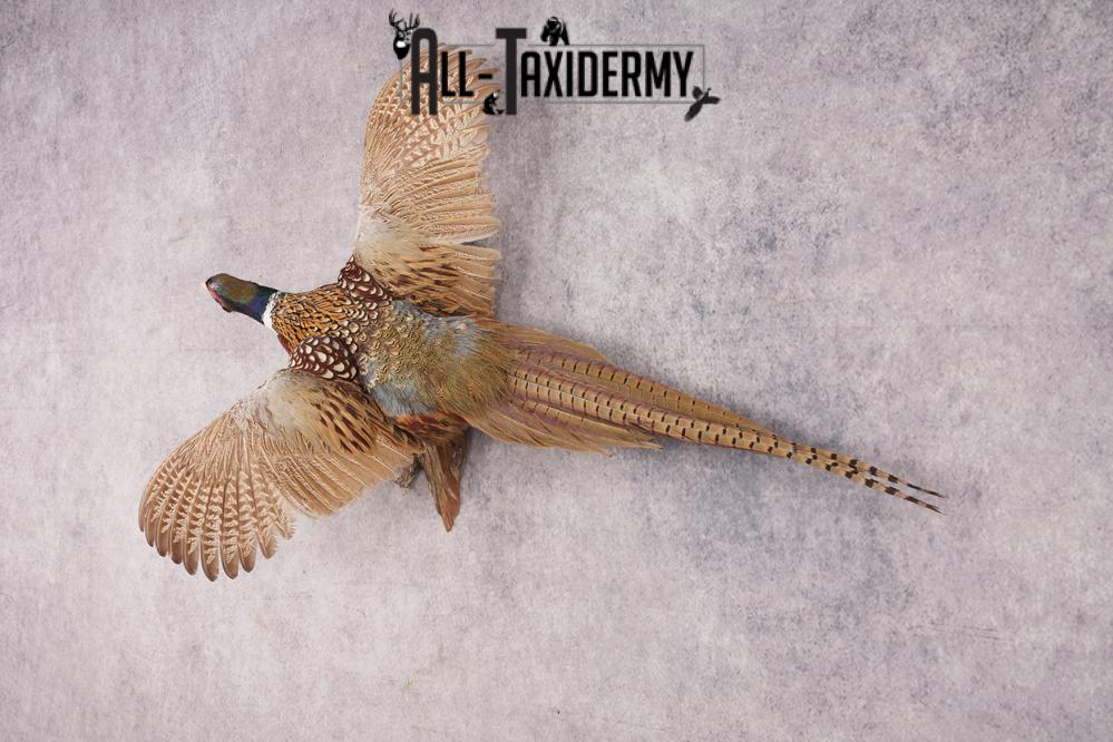 Ring Necked Pheasant SKU 2962 - Image 7