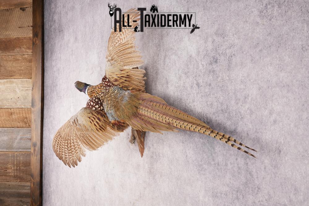 Ring Necked Pheasant SKU 2962 - Image 6