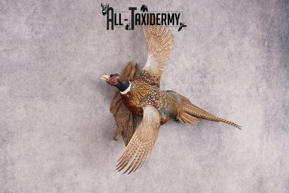 Ring Necked Pheasant SKU 2962 - Image 5