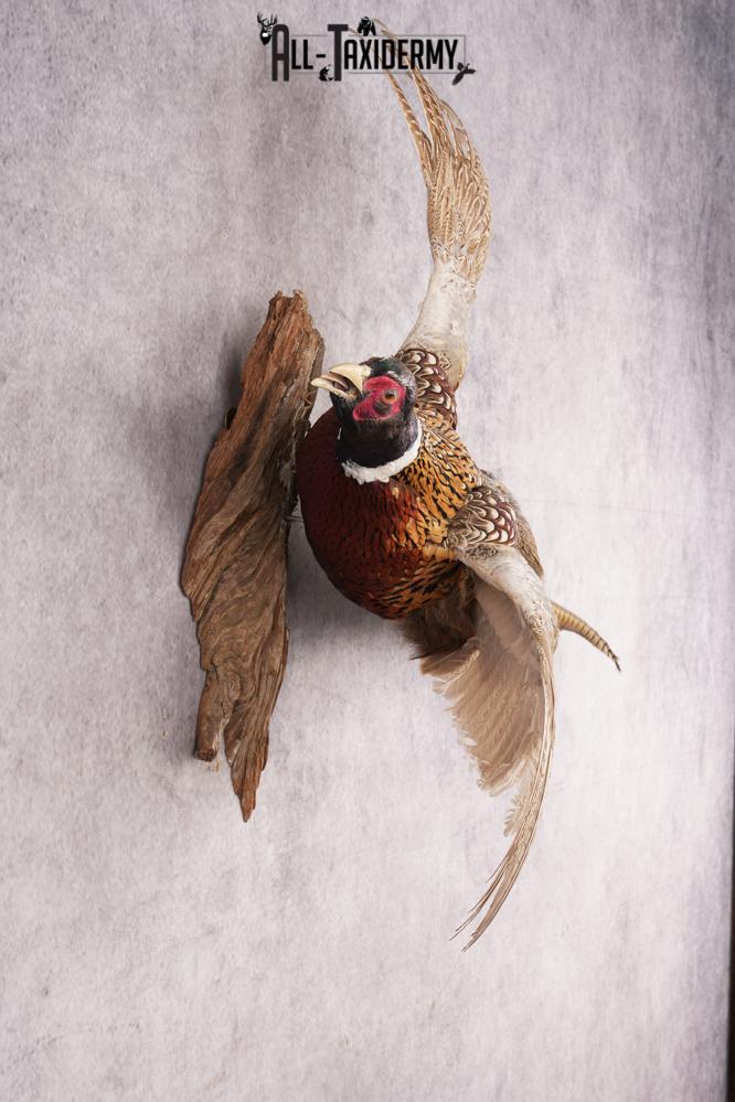 Ring Necked Pheasant SKU 2962 - Image 4