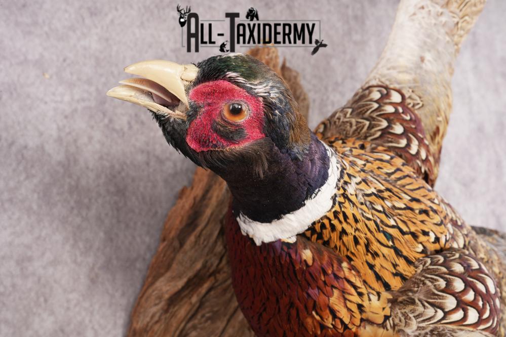 Ring Necked Pheasant SKU 2962 - Image 3