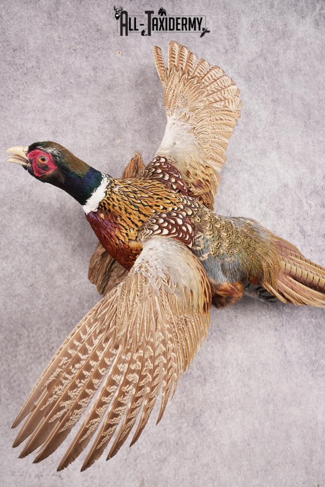Ring Necked Pheasant SKU 2962 - Image 2