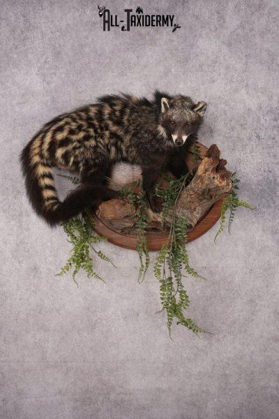 African Civet Cat Taxidermy Mount SKU 2953