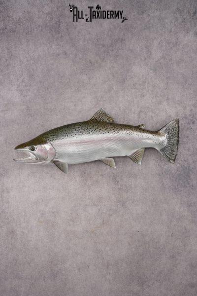 Reproduction Rainbow Trout SKU 2814