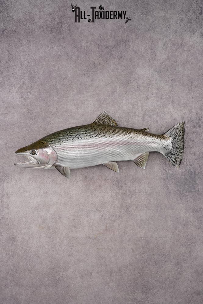 Reproduction Rainbow Trout SKU 2814