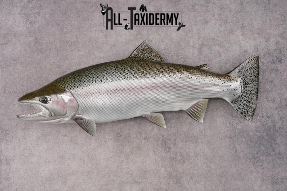 Reproduction Rainbow Trout SKU 2814 - Image 8