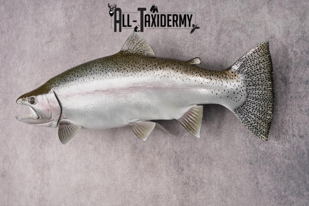 Reproduction Rainbow Trout SKU 2814 - Image 7