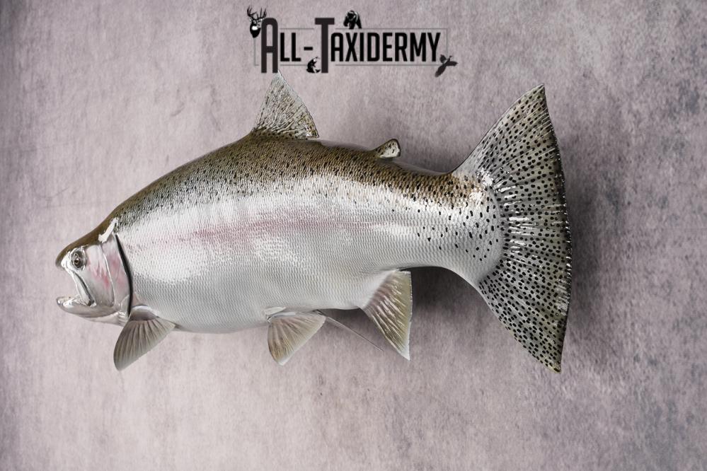 Reproduction Rainbow Trout SKU 2814 - Image 6