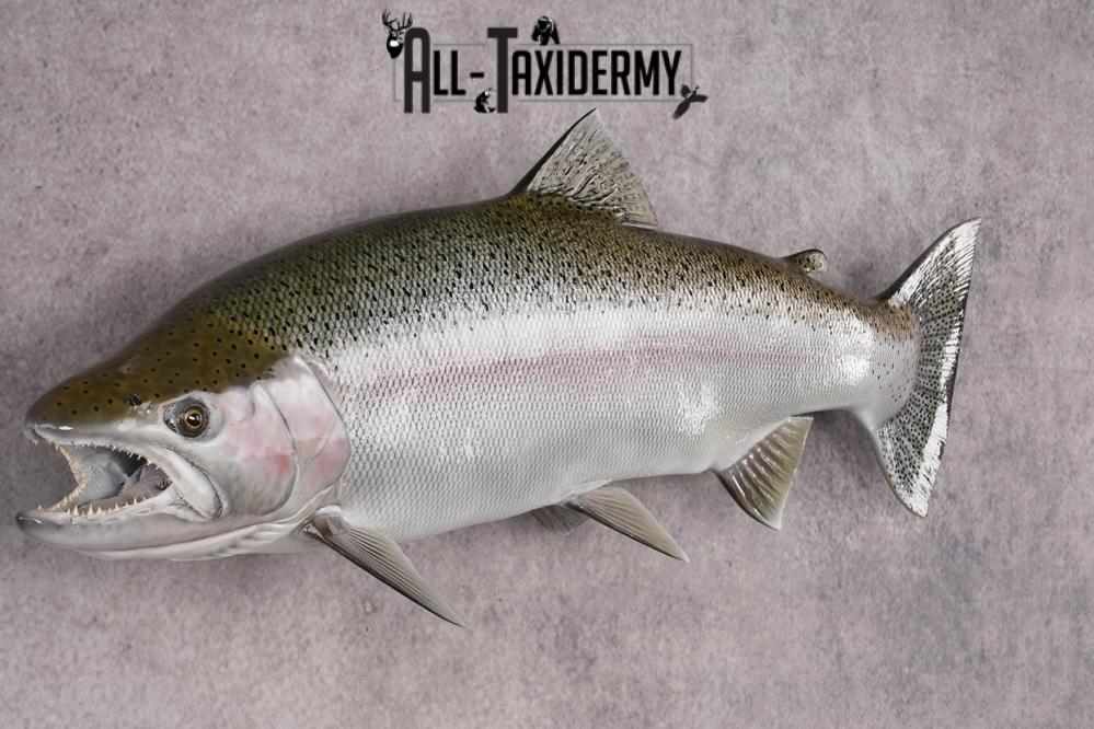 Reproduction Rainbow Trout SKU 2814 - Image 5