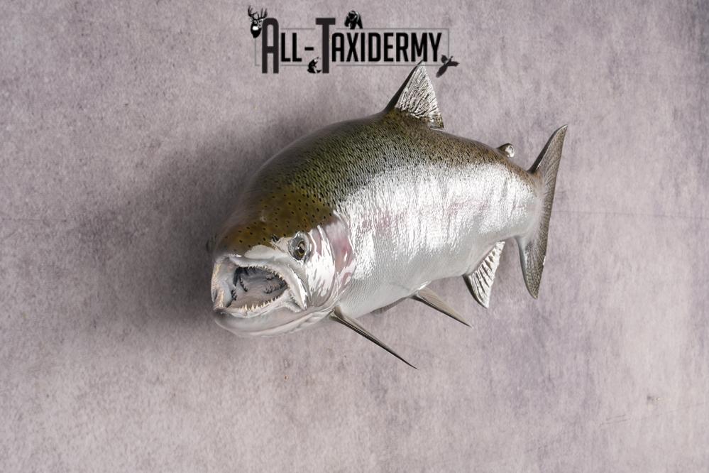 Reproduction Rainbow Trout SKU 2814 - Image 4