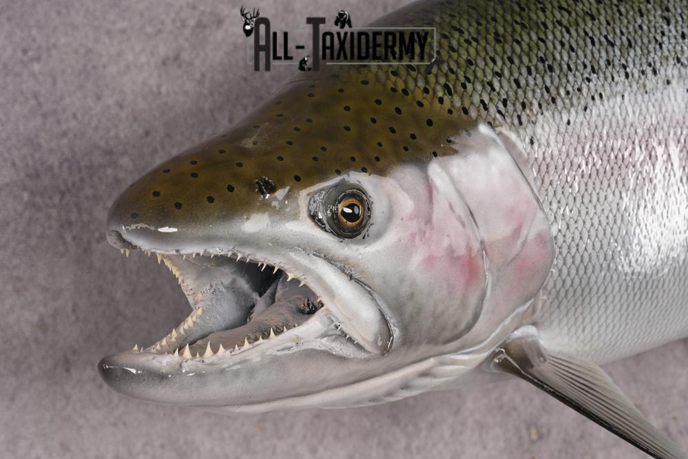 Reproduction Rainbow Trout SKU 2814 - Image 3