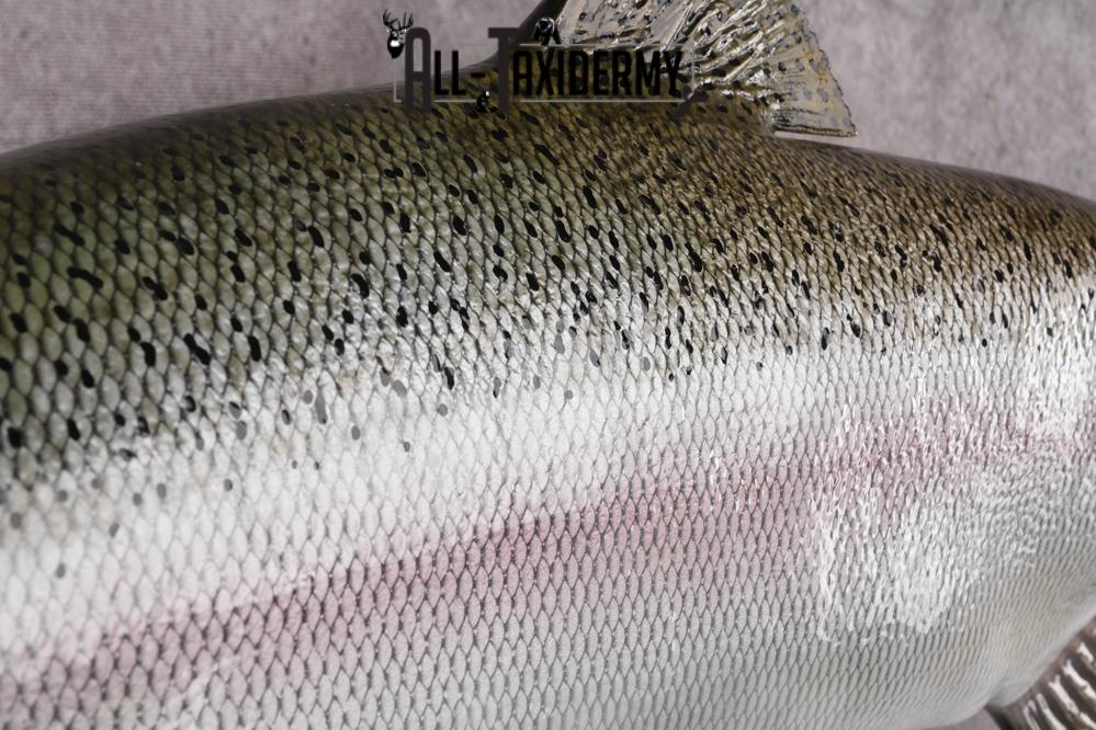 Reproduction Rainbow Trout SKU 2814 - Image 2