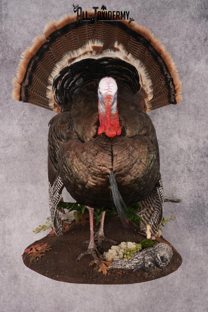Rio Turkey Taxidermy Mount SKU 2964 - Image 14