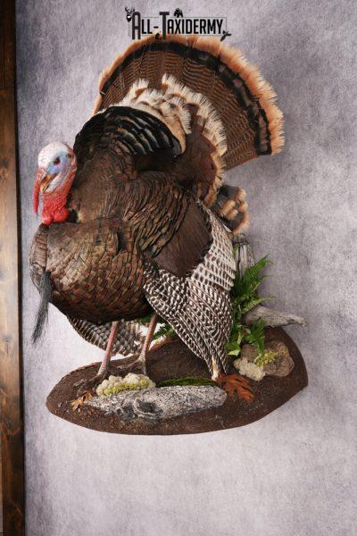 Rio Turkey Taxidermy Mount SKU 2964