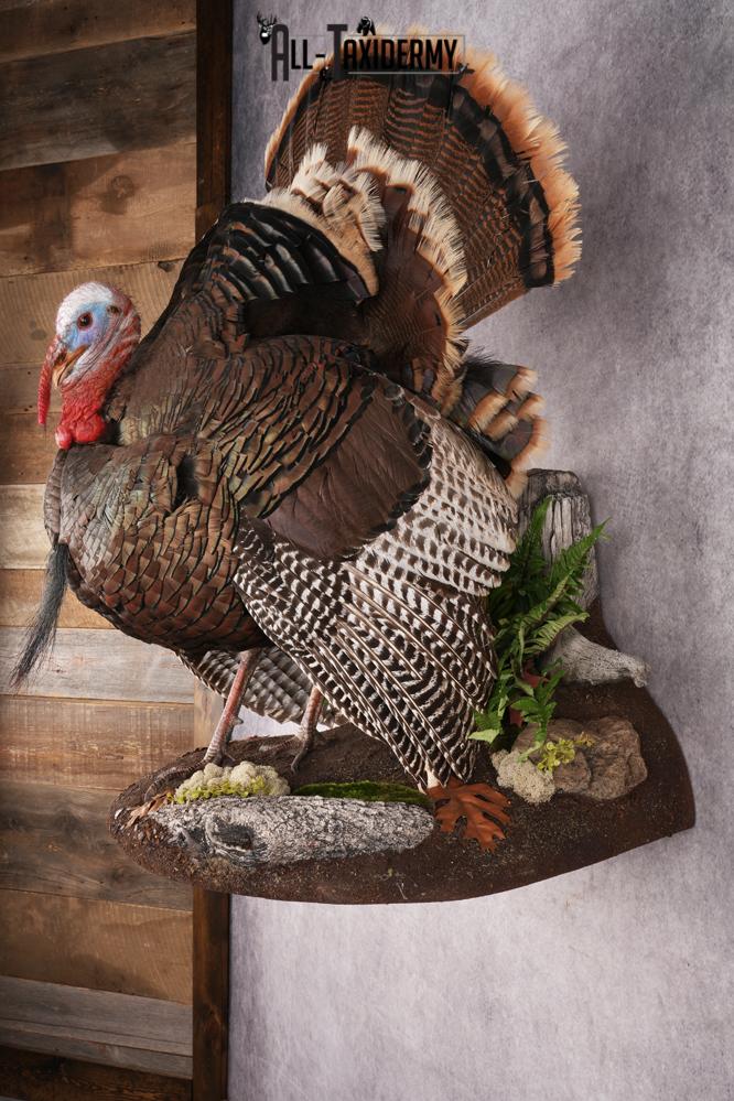 Rio Turkey Taxidermy Mount SKU 2964 - Image 12