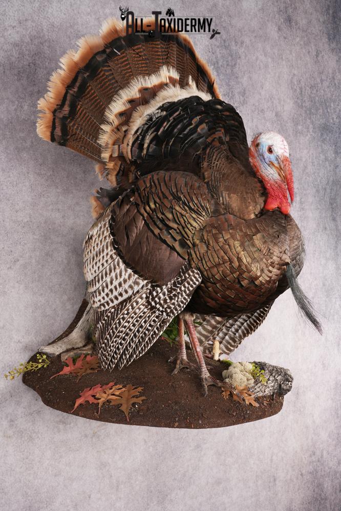 Rio Turkey Taxidermy Mount SKU 2964 - Image 11