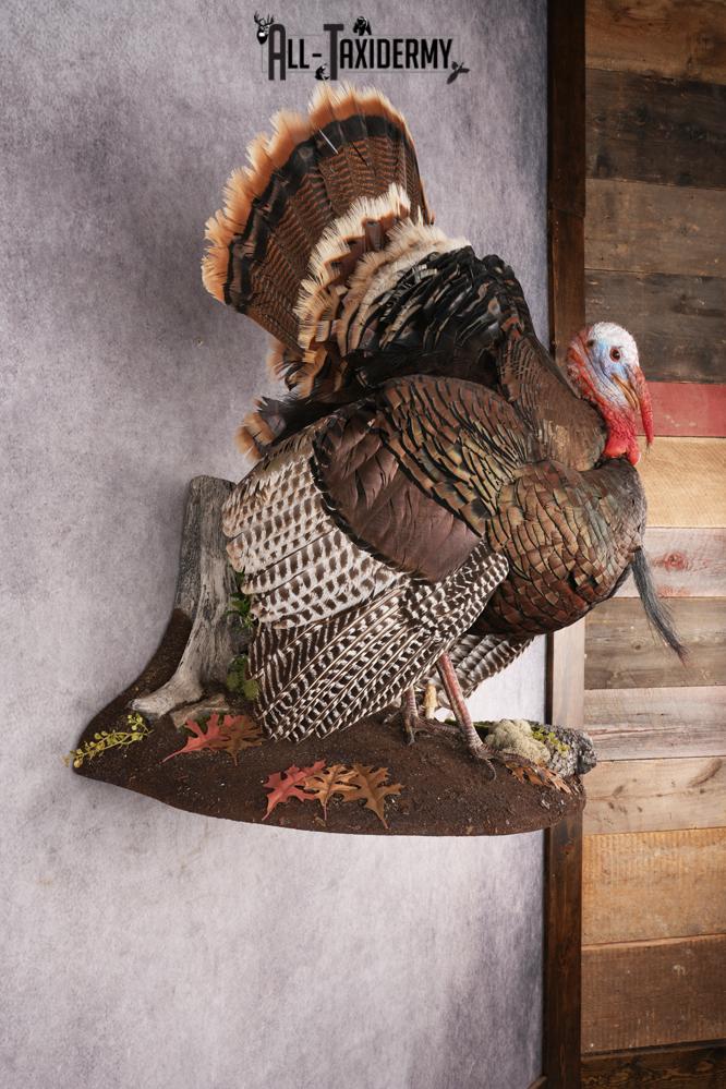 Rio Turkey Taxidermy Mount SKU 2964 - Image 10