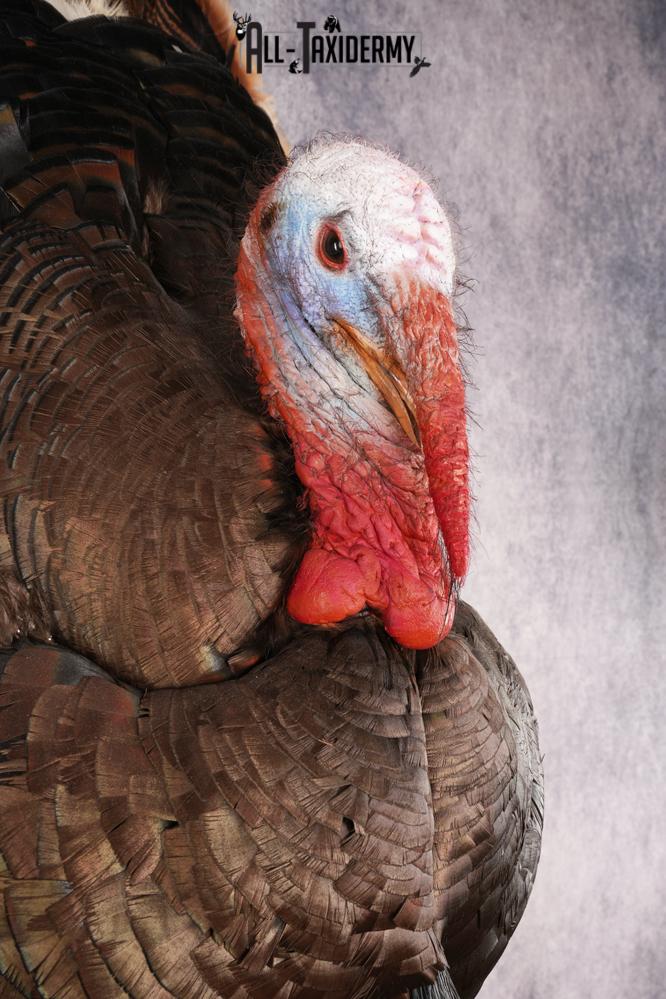 Rio Turkey Taxidermy Mount SKU 2964 - Image 9