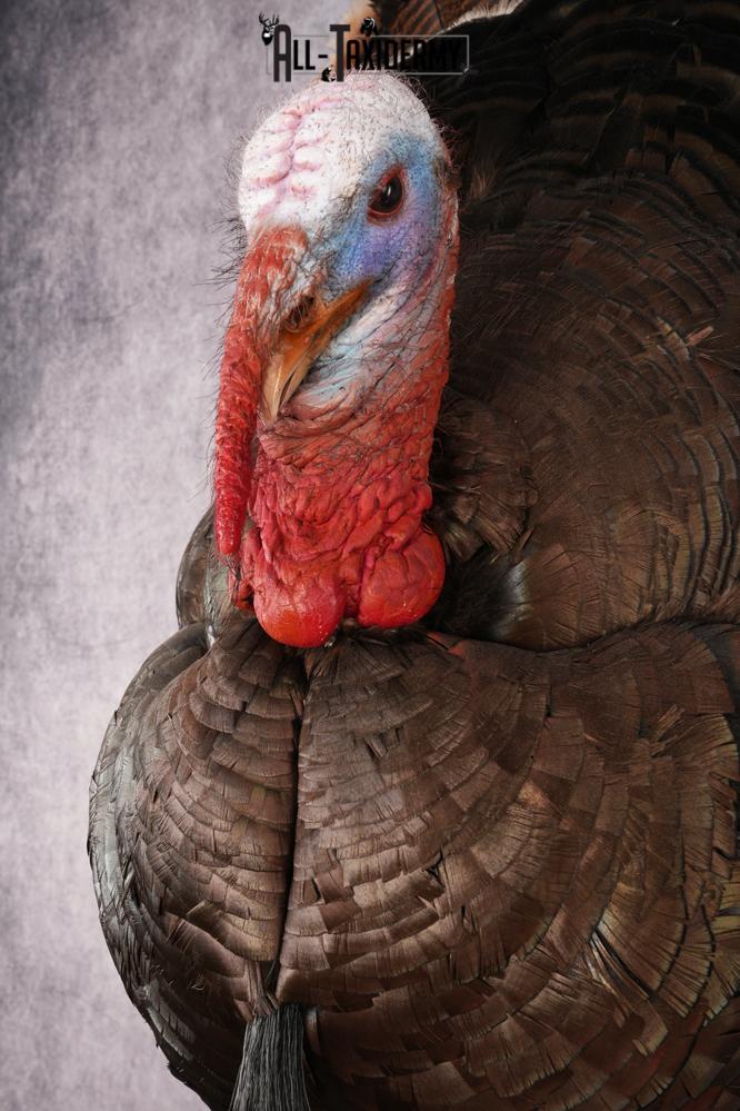 Rio Turkey Taxidermy Mount SKU 2964 - Image 8