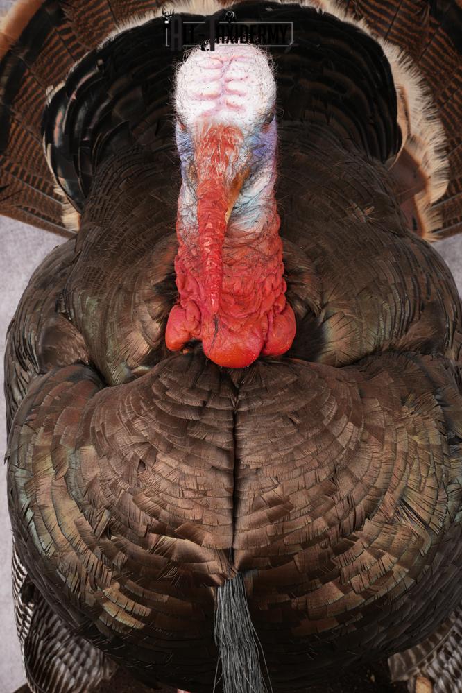 Rio Turkey Taxidermy Mount SKU 2964 - Image 7