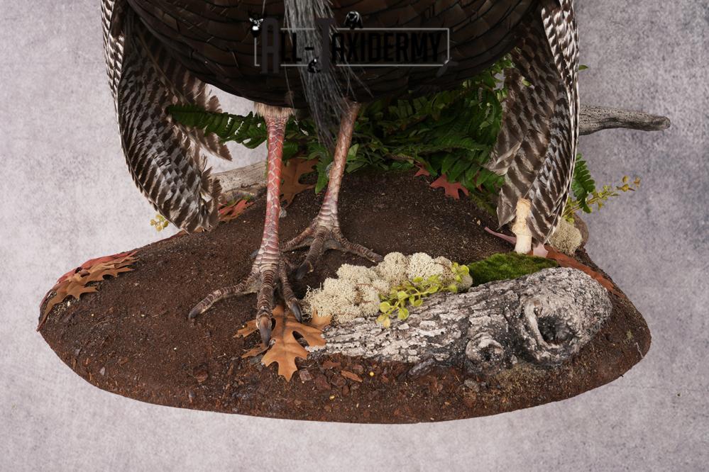 Rio Turkey Taxidermy Mount SKU 2964 - Image 6