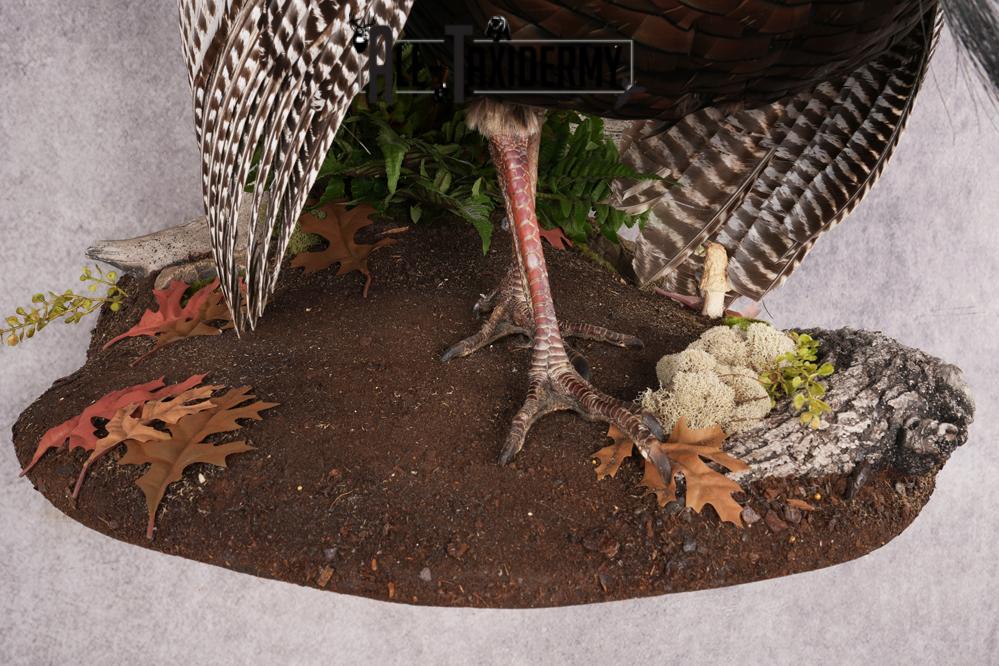 Rio Turkey Taxidermy Mount SKU 2964 - Image 5