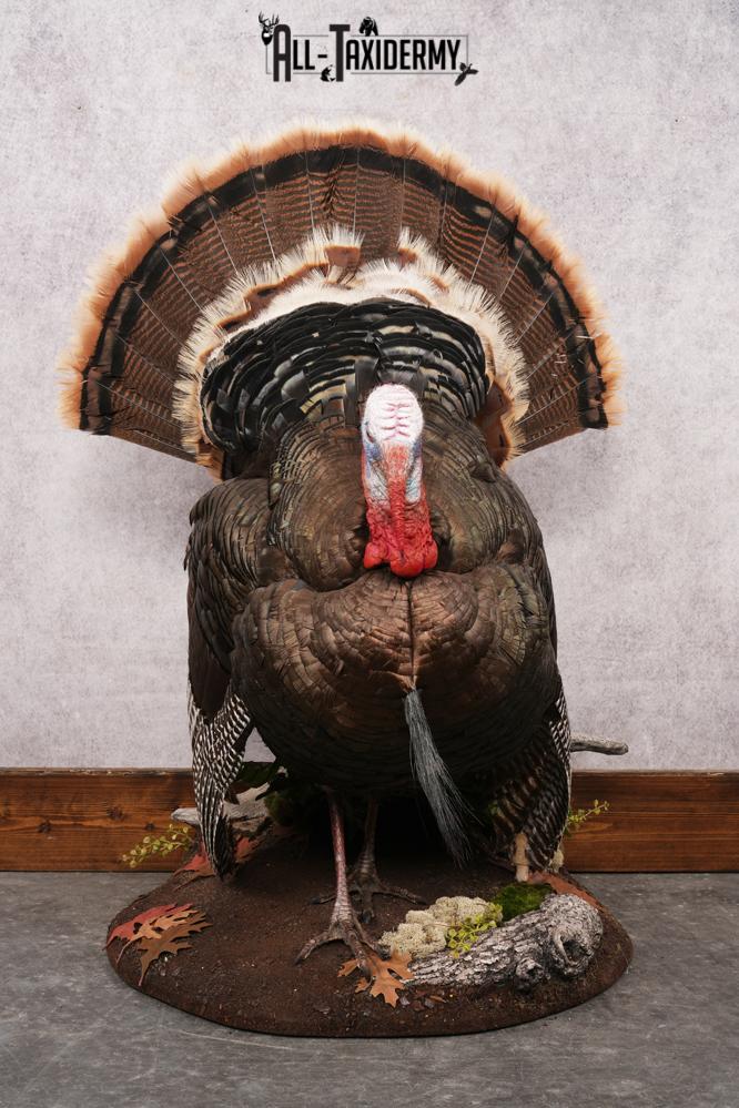 Rio Turkey Taxidermy Mount SKU 2964 - Image 4