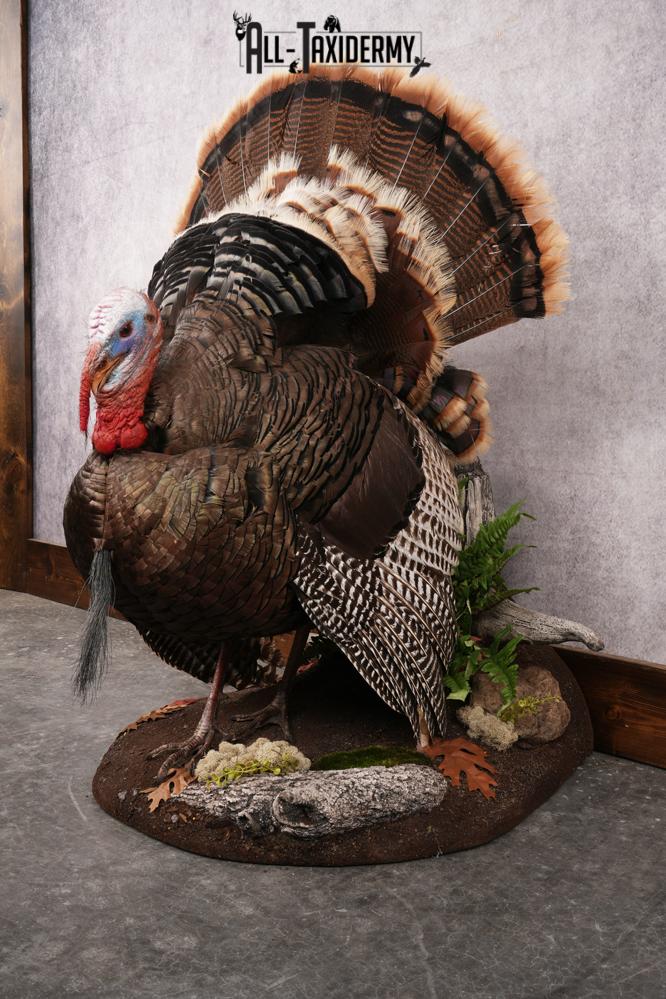 Rio Turkey Taxidermy Mount SKU 2964 - Image 3