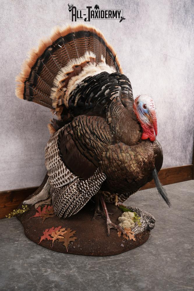 Rio Turkey Taxidermy Mount SKU 2964 - Image 2