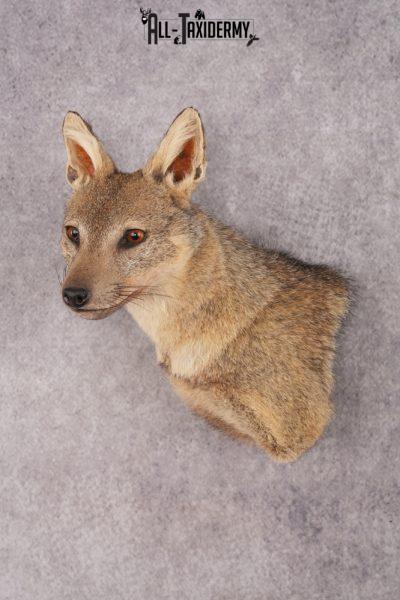 Black-Backed Jackal