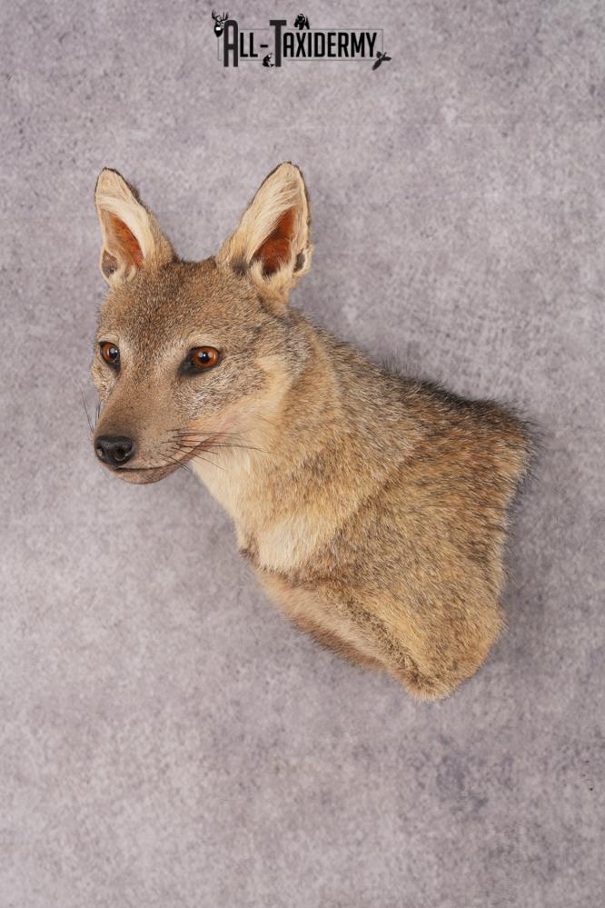 Black-Backed Jackal