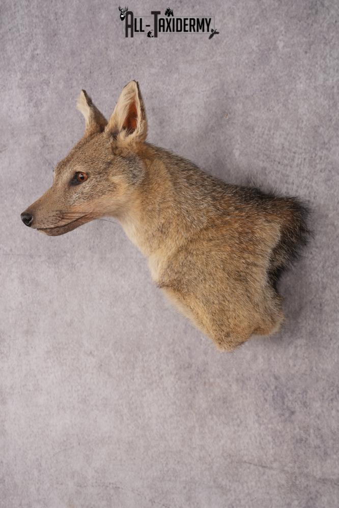 Black Back Jackal Shoulder Mount SKU 2950 - Image 8