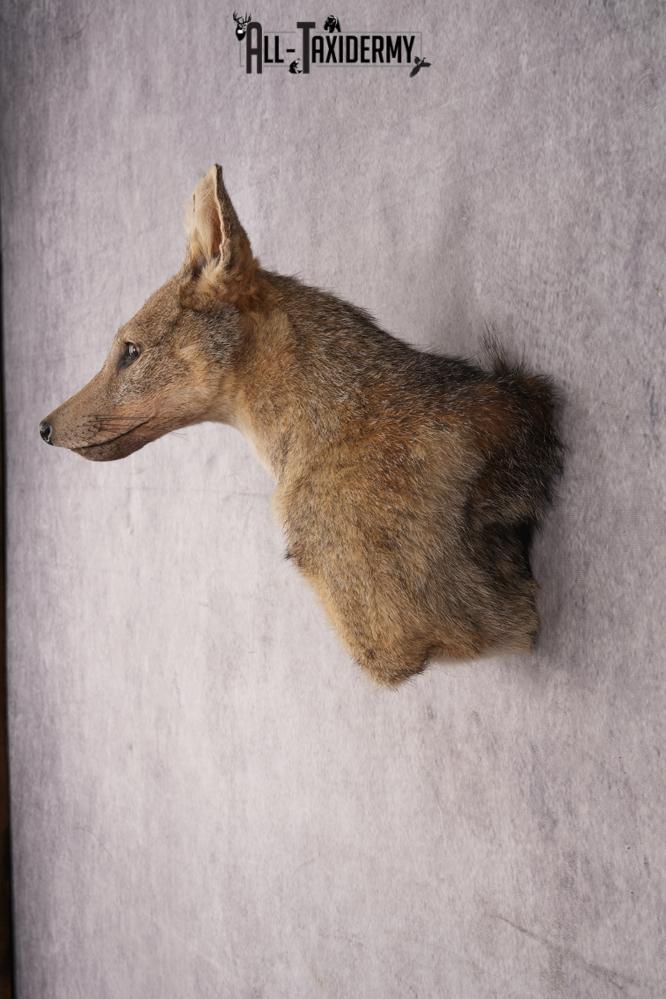 Black Back Jackal Shoulder Mount SKU 2950 - Image 7