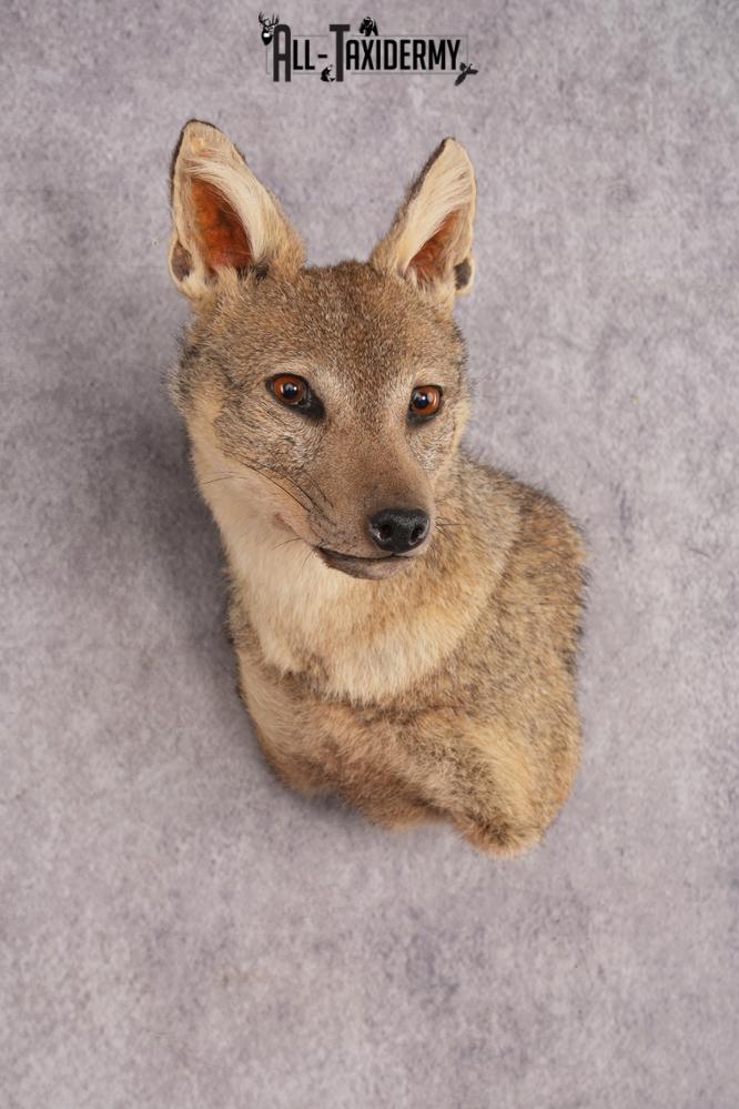 Black Back Jackal Shoulder Mount SKU 2950 - Image 6