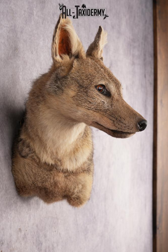 Black Back Jackal Shoulder Mount SKU 2950 - Image 5