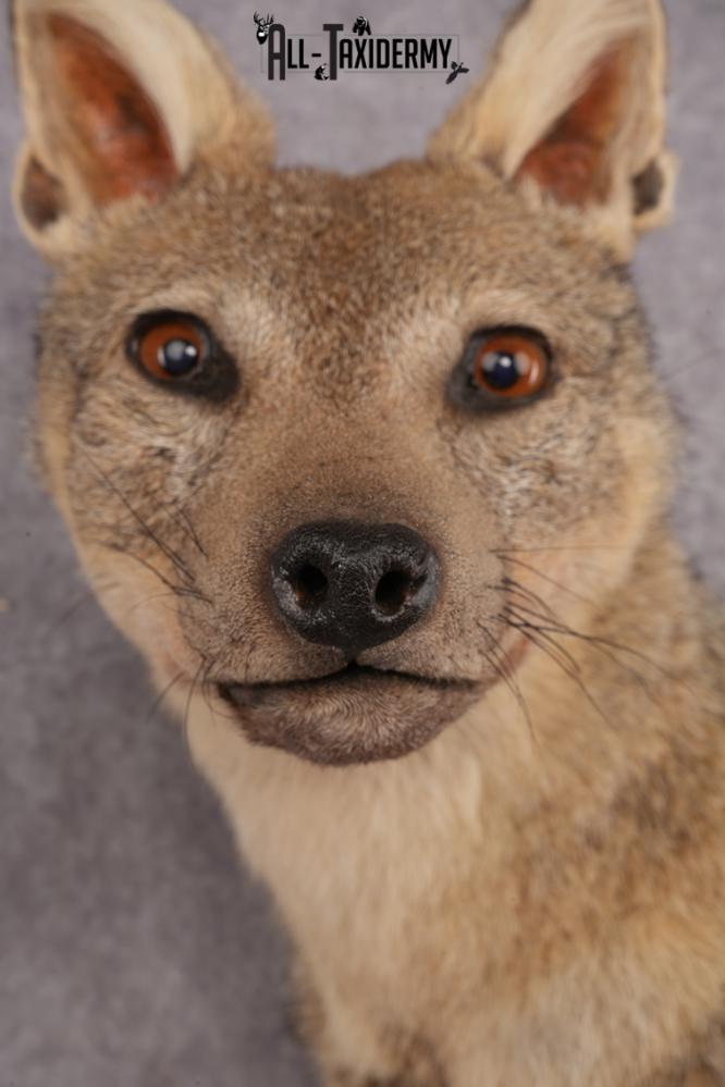 Black Back Jackal Shoulder Mount SKU 2950 - Image 4