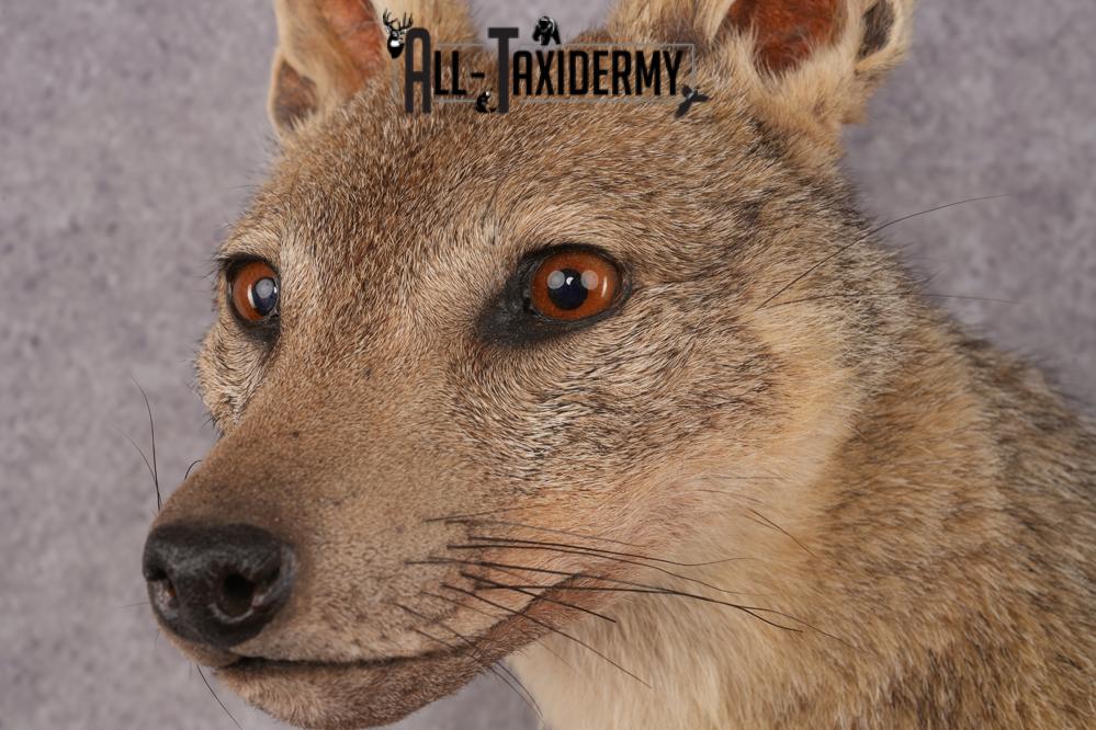 Black Back Jackal Shoulder Mount SKU 2950 - Image 3