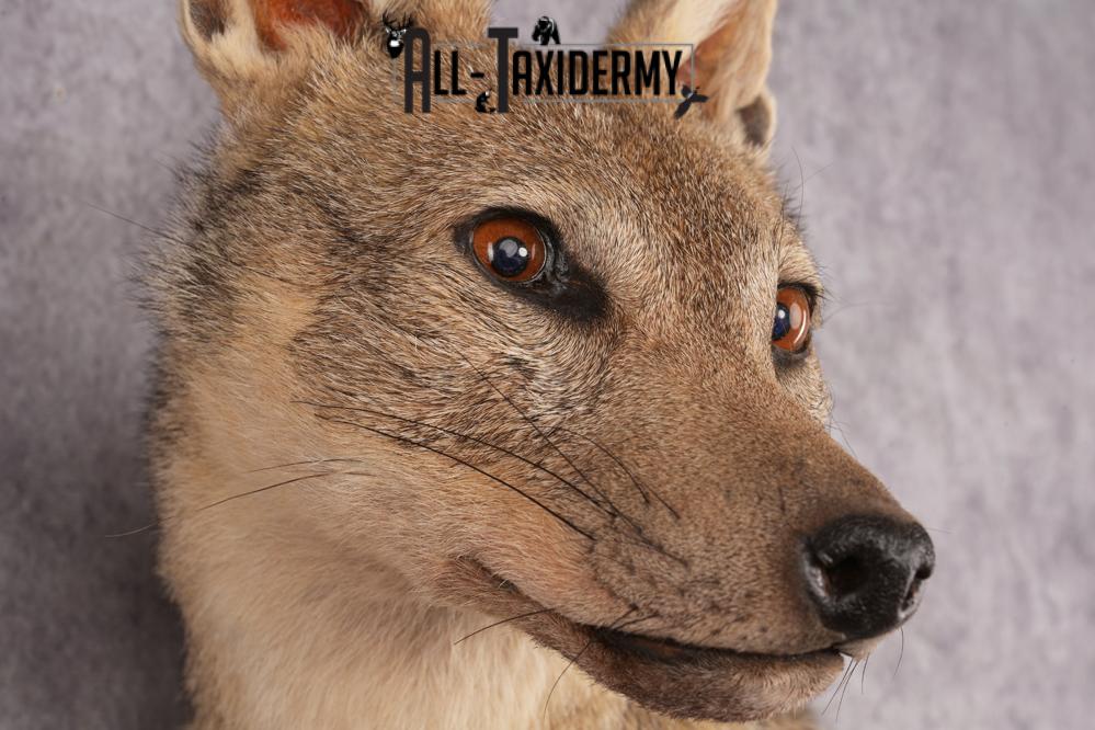 Black Back Jackal Shoulder Mount SKU 2950 - Image 2