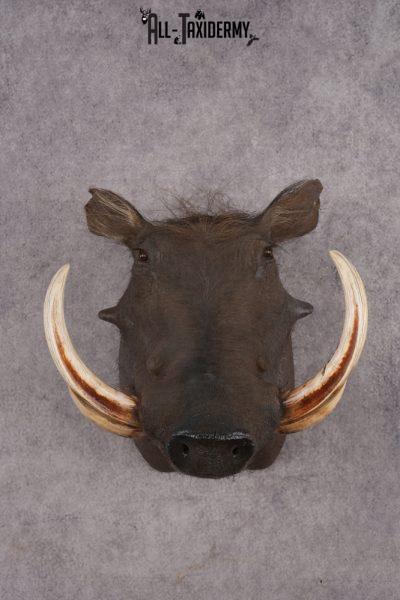 African Warthog SKU 2956