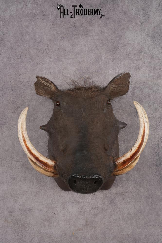 African Warthog SKU 2956