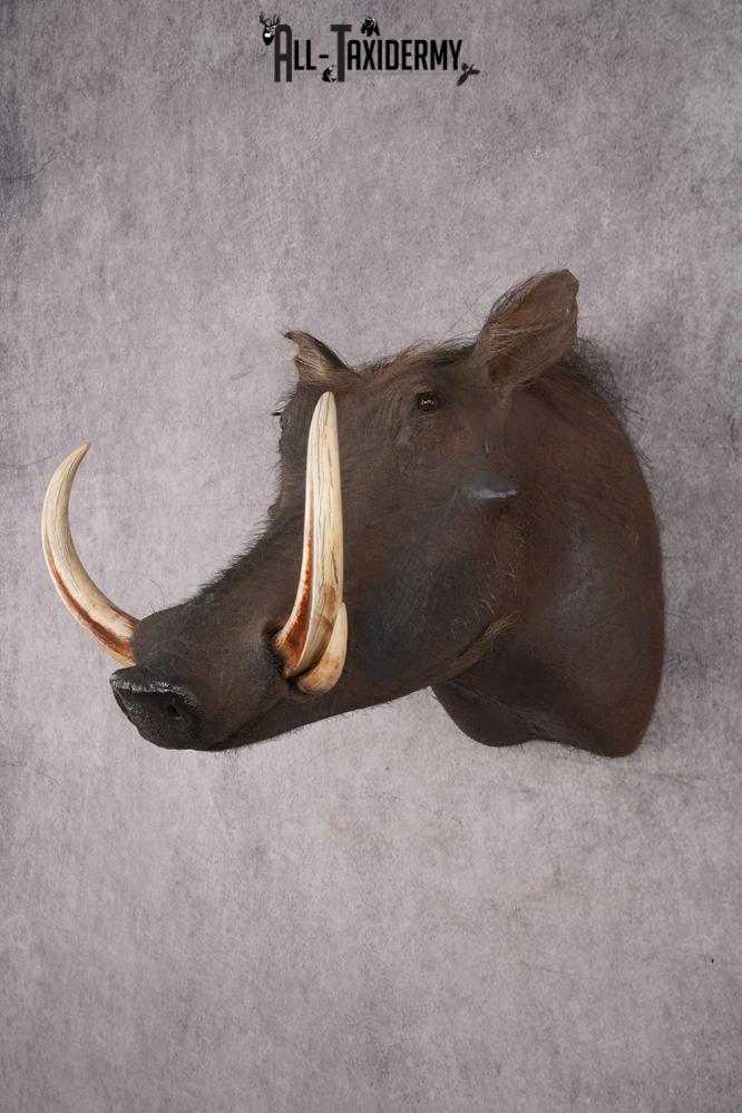 African Warthog SKU 2956 - Image 8