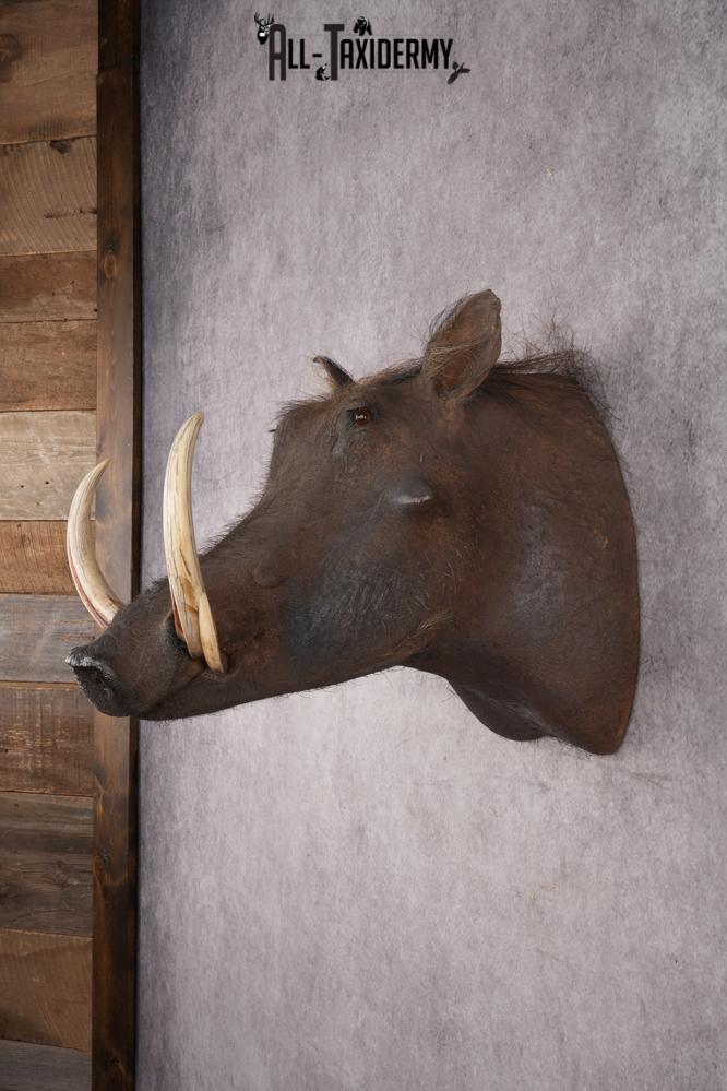 African Warthog SKU 2956 - Image 7