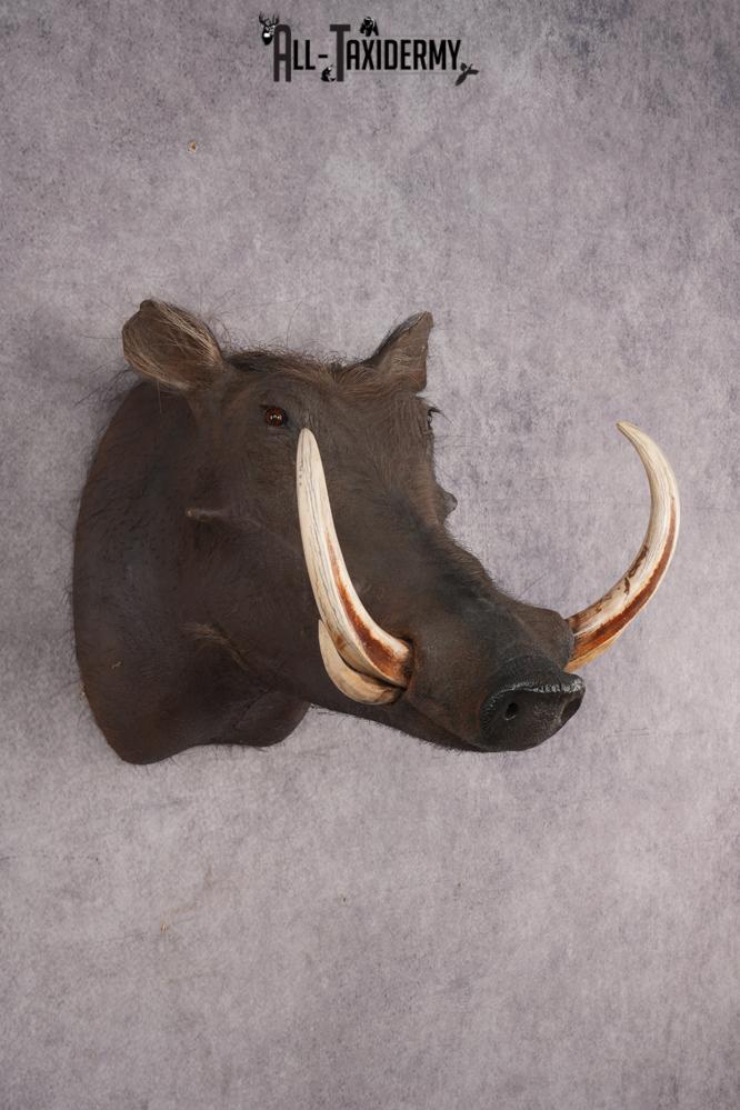African Warthog SKU 2956 - Image 6