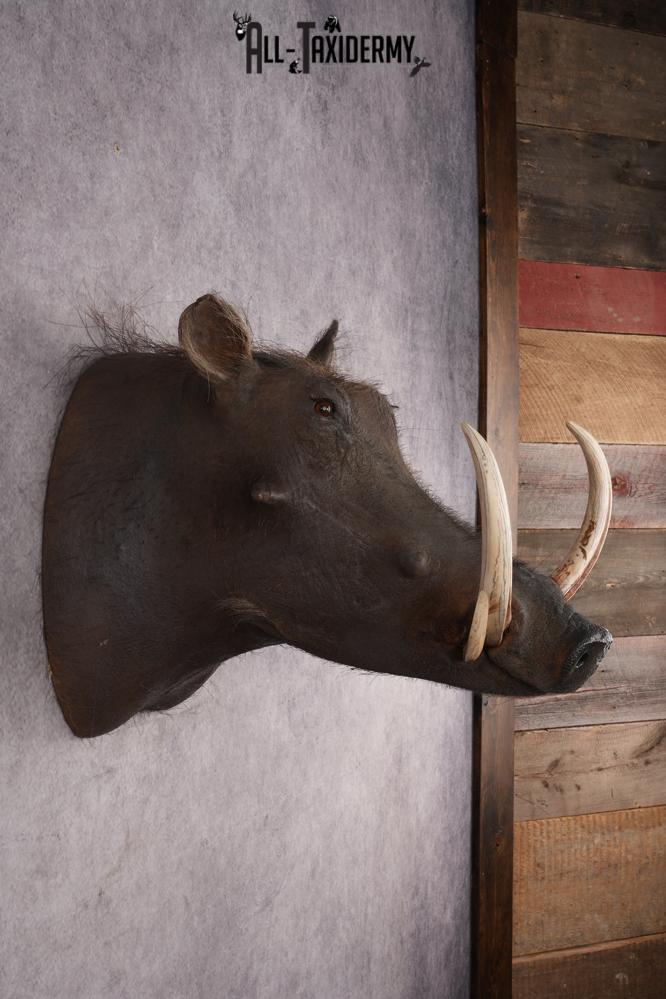 African Warthog SKU 2956 - Image 5