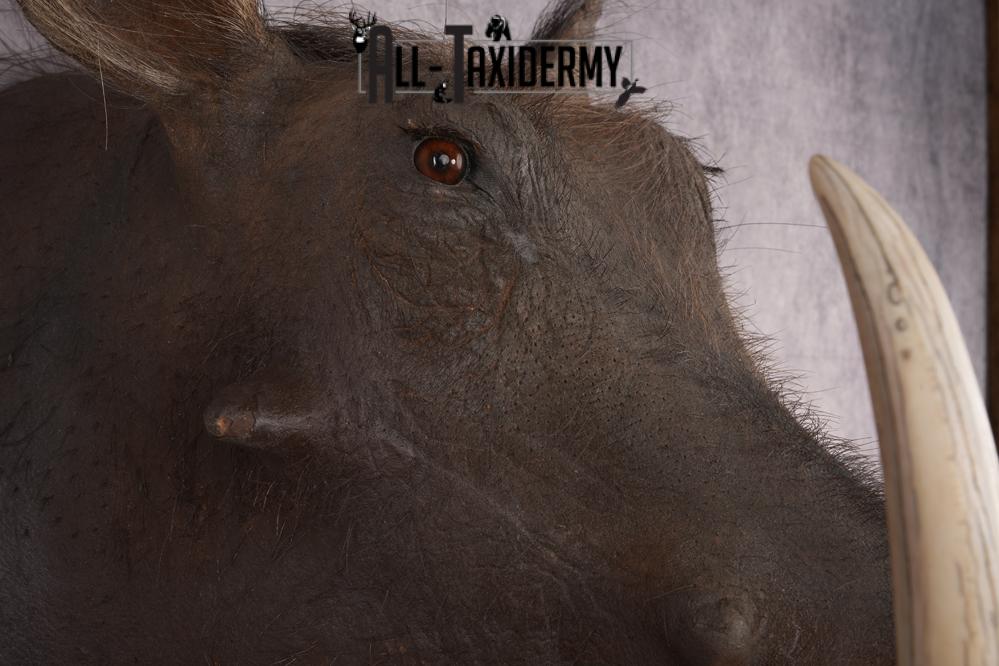 African Warthog SKU 2956 - Image 4