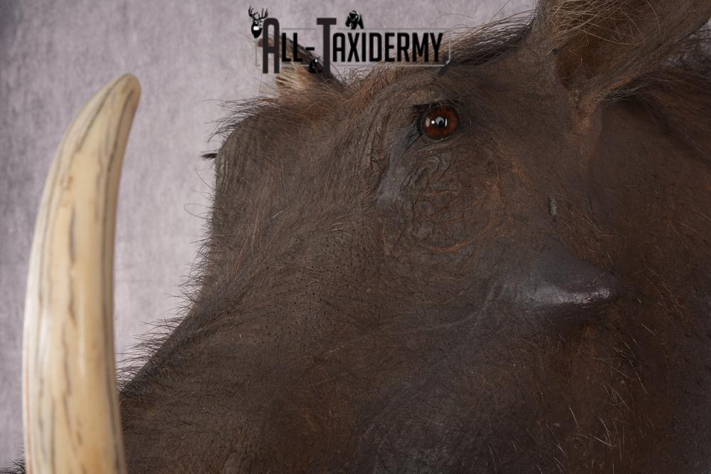 African Warthog SKU 2956 - Image 3