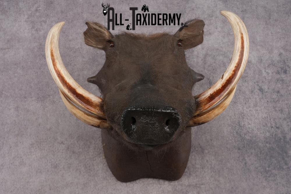 African Warthog SKU 2956 - Image 2