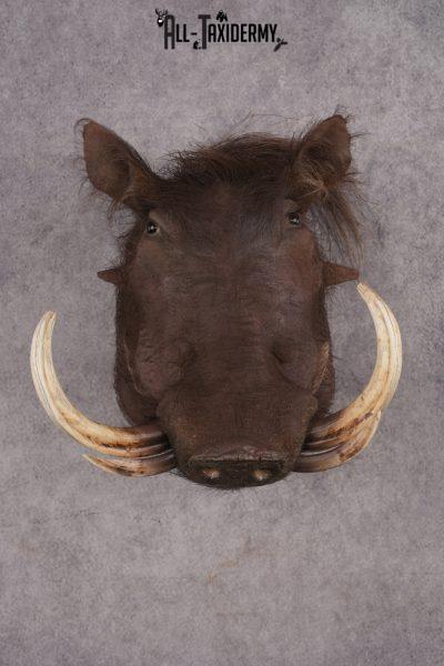 African Warthog Shoulder Mount SKU 2982