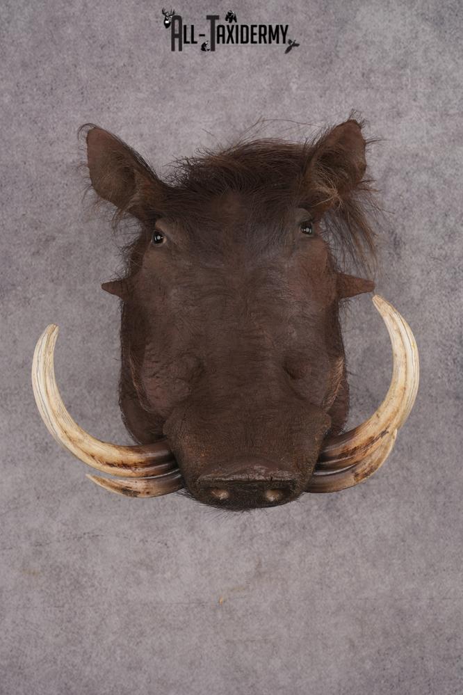African Warthog Shoulder Mount SKU 2982
