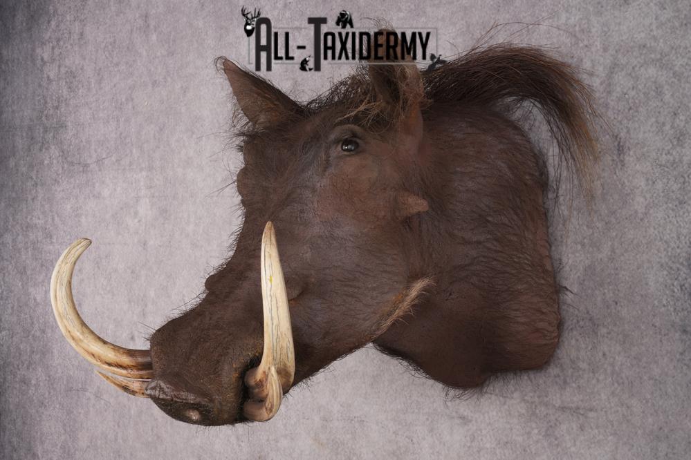 African Warthog Shoulder Mount SKU 2982 - Image 8